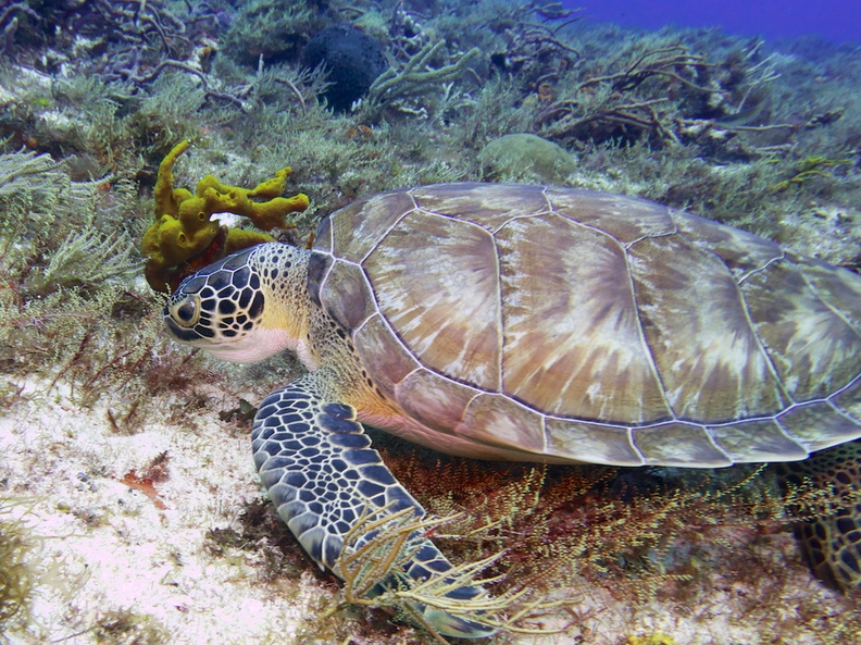 Green Sea Turtle IMG_4706.jpg